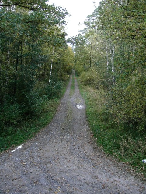 cc009 second legthru the forest.jpg 119.7K